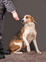 Собаки и кошки в добрые руки