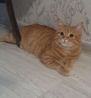 Собаки и кошки в добрые руки