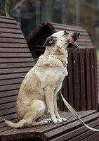 Собаки и кошки в добрые руки