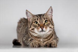 Собаки и кошки в добрые руки