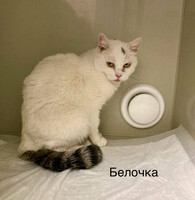 Собаки и кошки в добрые руки