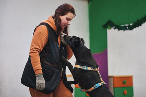 Собаки и кошки в добрые руки