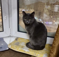 Собаки и кошки в добрые руки