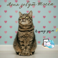 Собаки и кошки в добрые руки