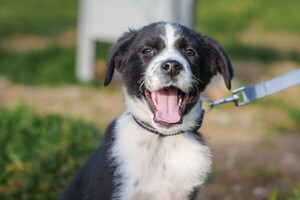 Собаки и кошки в добрые руки