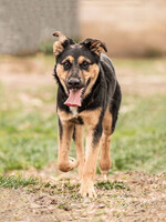 Собаки и кошки в добрые руки