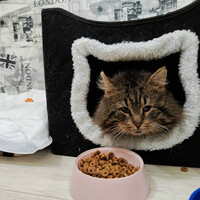 Собаки и кошки в добрые руки