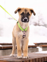 Собаки и кошки в добрые руки