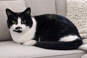 Собаки и кошки в добрые руки