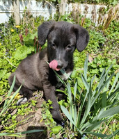 Собаки и кошки в добрые руки