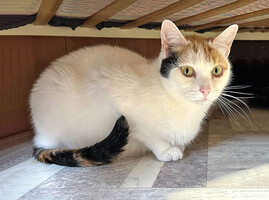 Собаки и кошки в добрые руки