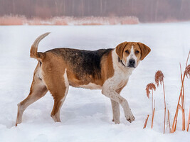 Собаки и кошки в добрые руки
