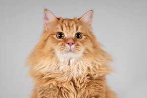 Собаки и кошки в добрые руки