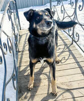 Собаки и кошки в добрые руки