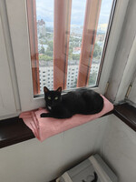 Собаки и кошки в добрые руки