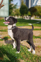 Собаки и кошки в добрые руки