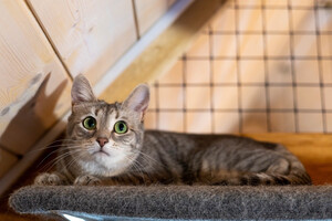 Собаки и кошки в добрые руки