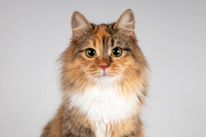 Собаки и кошки в добрые руки