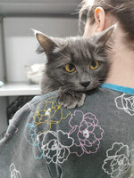 Собаки и кошки в добрые руки