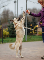 Собаки и кошки в добрые руки