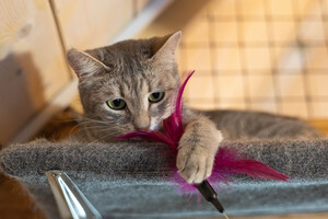 Собаки и кошки в добрые руки