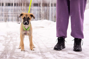 Собаки и кошки в добрые руки