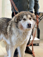 Собаки и кошки в добрые руки