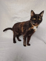 Собаки и кошки в добрые руки