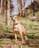 Собаки и кошки в добрые руки