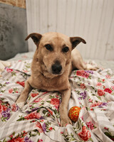 Собаки и кошки в добрые руки