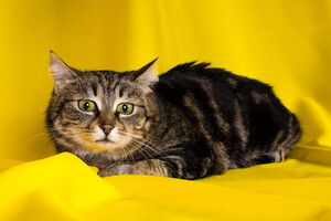 Собаки и кошки в добрые руки