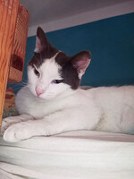 Собаки и кошки в добрые руки