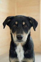 Собаки и кошки в добрые руки