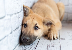 Собаки и кошки в добрые руки