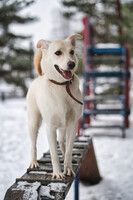 Собаки и кошки в добрые руки
