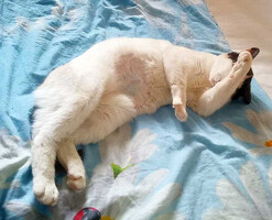 Собаки и кошки в добрые руки