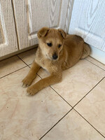 Собаки и кошки в добрые руки