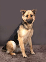 Собаки и кошки в добрые руки