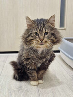 Собаки и кошки в добрые руки