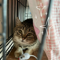 Собаки и кошки в добрые руки