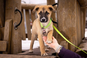 Собаки и кошки в добрые руки