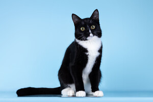 Собаки и кошки в добрые руки