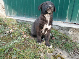 Собаки и кошки в добрые руки