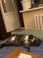 Собаки и кошки в добрые руки