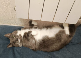 Собаки и кошки в добрые руки