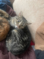 Собаки и кошки в добрые руки