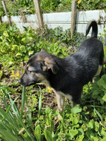 Собаки и кошки в добрые руки