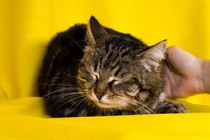 Собаки и кошки в добрые руки