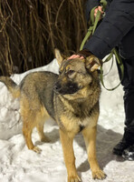 Собаки и кошки в добрые руки