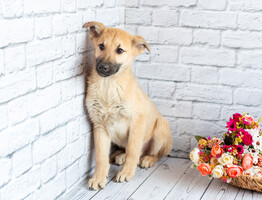 Собаки и кошки в добрые руки